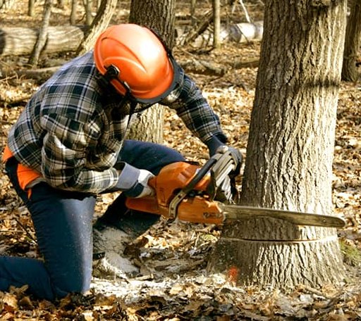 Tree Removal in Jacksonville, VT